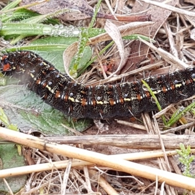 Apina callisto (Pasture Day Moth) at Higgins, ACT - 24 Jul 2020 by trevorpreston