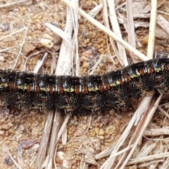 Apina callisto at Higgins, ACT - 24 Jul 2020 10:55 AM