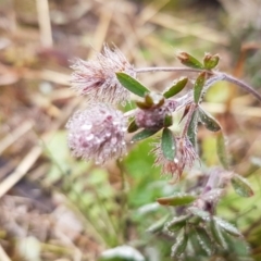 Trifolium arvense var. arvense (Haresfoot Clover) at Holt, ACT - 24 Jul 2020 by trevorpreston