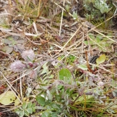 Trifolium arvense var. arvense at Holt, ACT - 24 Jul 2020