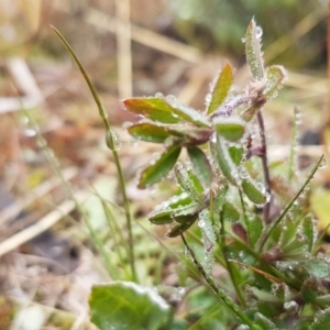 Trifolium arvense var. arvense at Holt, ACT - 24 Jul 2020
