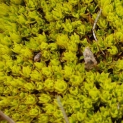 Pottiaceae (family) (A moss) at Holt, ACT - 24 Jul 2020 by trevorpreston