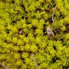 Pottiaceae (family) (A moss) at Holt, ACT - 24 Jul 2020 by tpreston