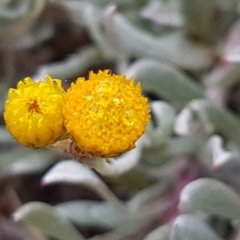 Chrysocephalum apiculatum (Common Everlasting) at Higgins, ACT - 24 Jul 2020 by trevorpreston