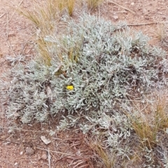 Chrysocephalum apiculatum at Higgins, ACT - 24 Jul 2020