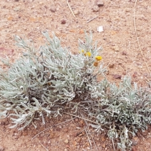 Chrysocephalum apiculatum at Higgins, ACT - 24 Jul 2020