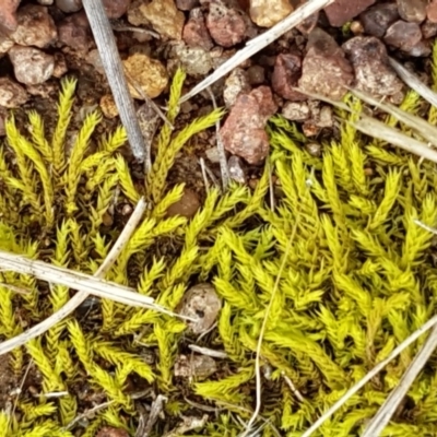 Triquetrella (A trailing moss) at Higgins, ACT - 24 Jul 2020 by trevorpreston