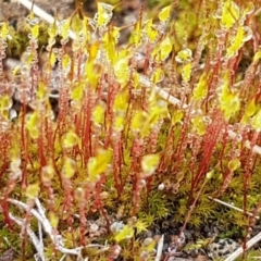 Rosulabryum sp. at Higgins, ACT - 24 Jul 2020 by trevorpreston