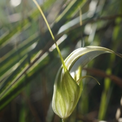 Diplodium ampliatum (Large Autumn Greenhood) at Canberra Central, ACT - 12 Apr 2014 by AaronClausen