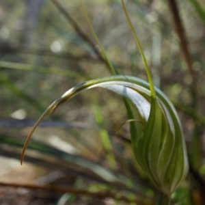 Diplodium ampliatum at Canberra Central, ACT - 12 Apr 2014