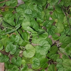 Dichondra repens (Kidney Weed) at Wingecarribee Local Government Area - 23 Jul 2020 by KarenG