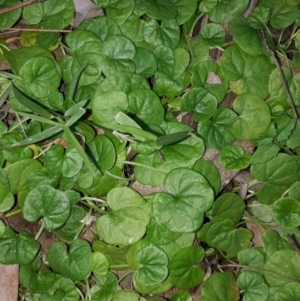 Dichondra repens at Woodlands, NSW - 23 Jul 2020 05:05 PM