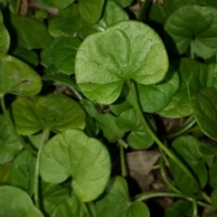 Dichondra repens at Woodlands, NSW - 23 Jul 2020