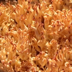 Ramaria sp. (A Coral fungus) at QPRC LGA - 23 Jul 2020 by Safarigirl