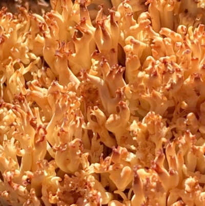 Ramaria sp. (genus) (A Coral fungus) at Burra, NSW - 24 Jul 2020 by Safarigirl