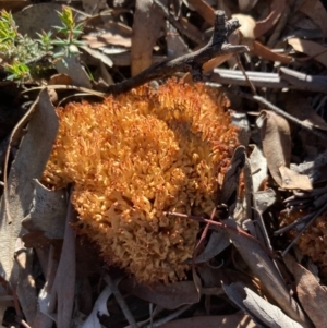 Ramaria sp. at Burra, NSW - 24 Jul 2020