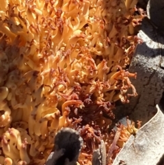 Ramaria sp. at Burra, NSW - 24 Jul 2020