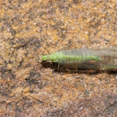 Mallada signatus at Acton, ACT - 19 Jul 2020 11:17 AM