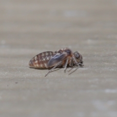 Psocodea 'Psocoptera' sp. (order) (Unidentified plant louse) at ANBG - 21 Jul 2020 by TimL