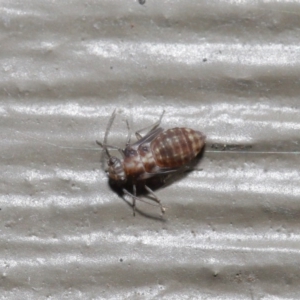 Psocodea 'Psocoptera' sp. (order) at Hackett, ACT - 21 Jul 2020