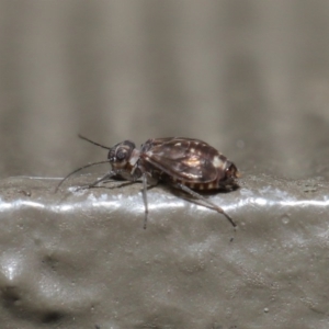 Psocodea 'Psocoptera' sp. (order) at Hackett, ACT - 21 Jul 2020