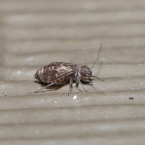 Psocodea 'Psocoptera' sp. (order) at Hackett, ACT - 21 Jul 2020