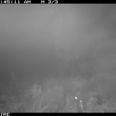 Wallabia bicolor (Swamp Wallaby) at Sassafras, NSW - 22 Jul 2020 by simon.slater