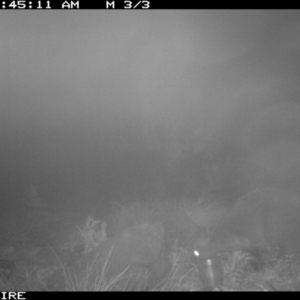 Wallabia bicolor at Sassafras, NSW - 22 Jul 2020