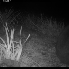 Vombatus ursinus (Common Wombat, Bare-nosed Wombat) at Sassafras, NSW - 20 Jul 2020 by simon.slater
