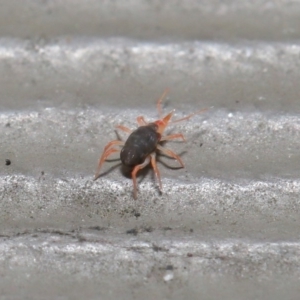 Bdellidae sp. (family) at Hackett, ACT - 21 Jul 2020