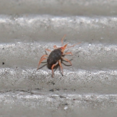 Bdellidae sp. (family) (Unidentified Snout Mite) at Hackett, ACT - 21 Jul 2020 by TimL