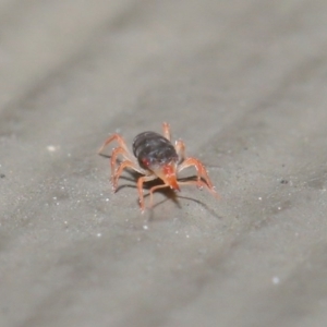 Bdellidae sp. (family) at Hackett, ACT - 21 Jul 2020