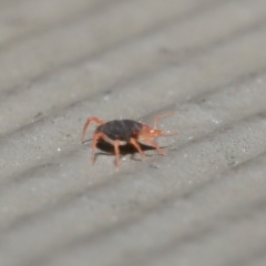 Bdellidae sp. (family) at Hackett, ACT - 21 Jul 2020