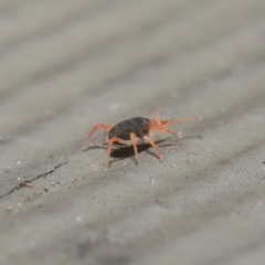 Bdellidae sp. (family) at Hackett, ACT - 21 Jul 2020