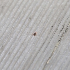 Bdellidae sp. (family) at Hackett, ACT - 21 Jul 2020