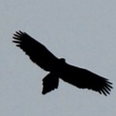 Aquila audax (Wedge-tailed Eagle) at Deua National Park - 23 Jul 2020 by nickhopkins