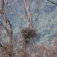 Aquila audax at Wamban, NSW - 23 Jul 2020 11:11 AM