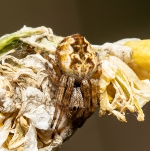 Araneus hamiltoni at Stromlo, ACT - 23 Jul 2020