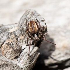 Araneus hamiltoni at Stromlo, ACT - 23 Jul 2020 12:23 PM