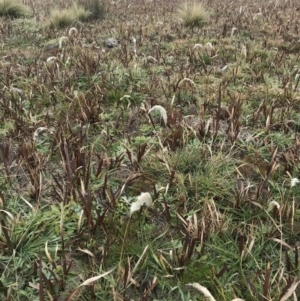 Imperata cylindrica at Lake George, NSW - 23 Jul 2020