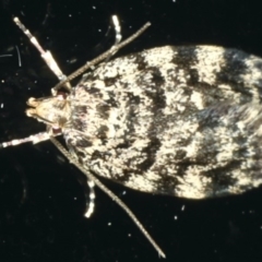 Barea codrella (A concealer moth) at Ainslie, ACT - 3 Dec 2019 by jb2602