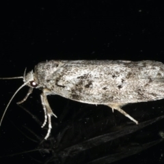 Philobota philostaura (A Concealer moth (Philobota group)) at Ainslie, ACT - 3 Dec 2019 by jbromilow50