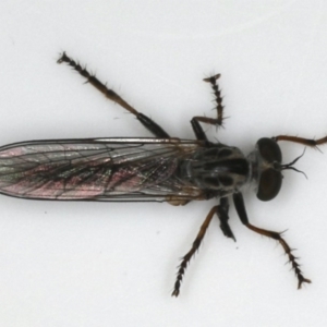 Cerdistus sp. (genus) at Ainslie, ACT - 3 Dec 2019