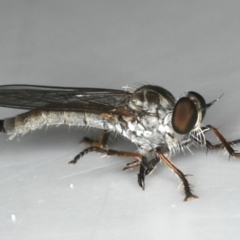 Cerdistus sp. (genus) at Ainslie, ACT - 3 Dec 2019