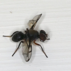 Pogonortalis doclea (Boatman fly) at Ainslie, ACT - 3 Dec 2019 by jb2602