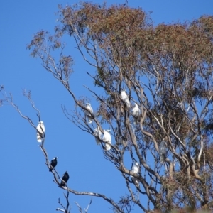 Cacatua galerita at Kambah, ACT - 24 Jul 2020 12:27 PM