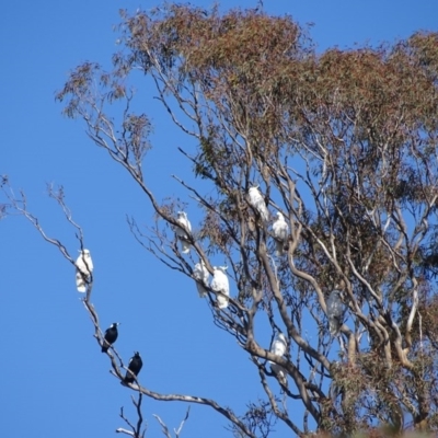 Cacatua galerita (Sulphur-crested Cockatoo) at Urambi Hills - 24 Jul 2020 by Mike