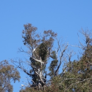 Cacatua galerita at Kambah, ACT - 24 Jul 2020 12:27 PM