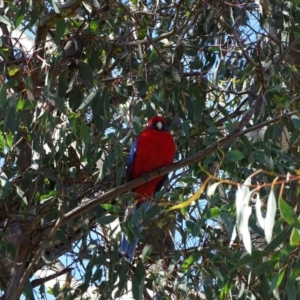 Platycercus elegans at Kambah, ACT - 24 Jul 2020 12:28 PM