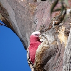 Eolophus roseicapilla (Galah) at Kambah, ACT - 24 Jul 2020 by Mike